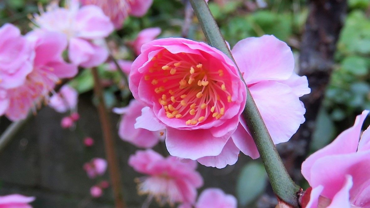 2018.3.3 撮影 しだれ梅 去年の花後 それまでの鉢から 地植えに植替え 少し元気がなか