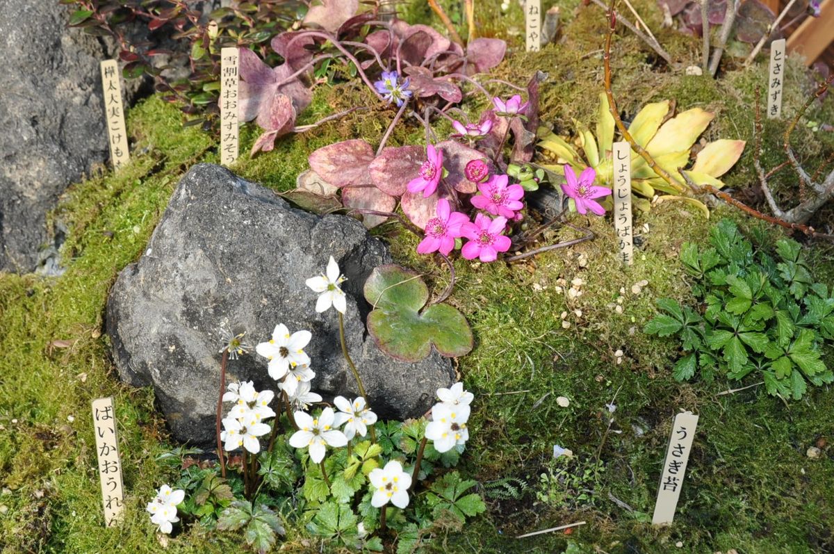 箱庭のアップです。山野草の寄せ植えみたいで、良いね！バイカオウレンと雪割草が可愛