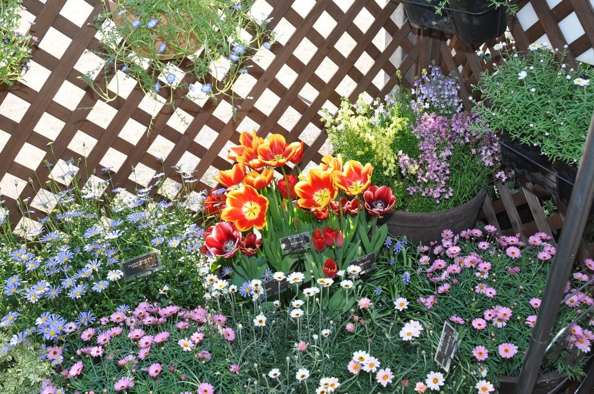 ブルーデージーに、ローゼンマムに、リナリアにチューリップと色とりどりに咲いてます