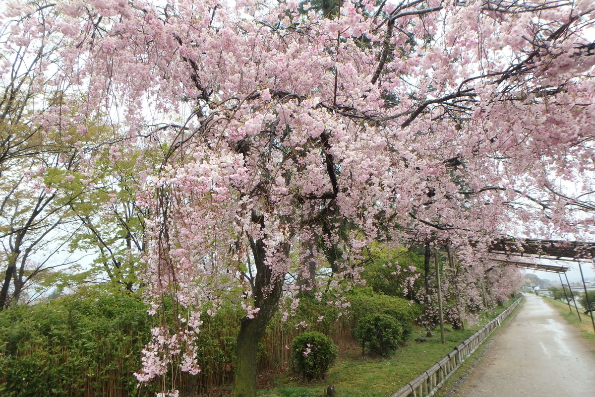 サクラの写真 by カワモチ 京都府立植物園横の下鴨半木の道の桜並木です。満開で綺麗