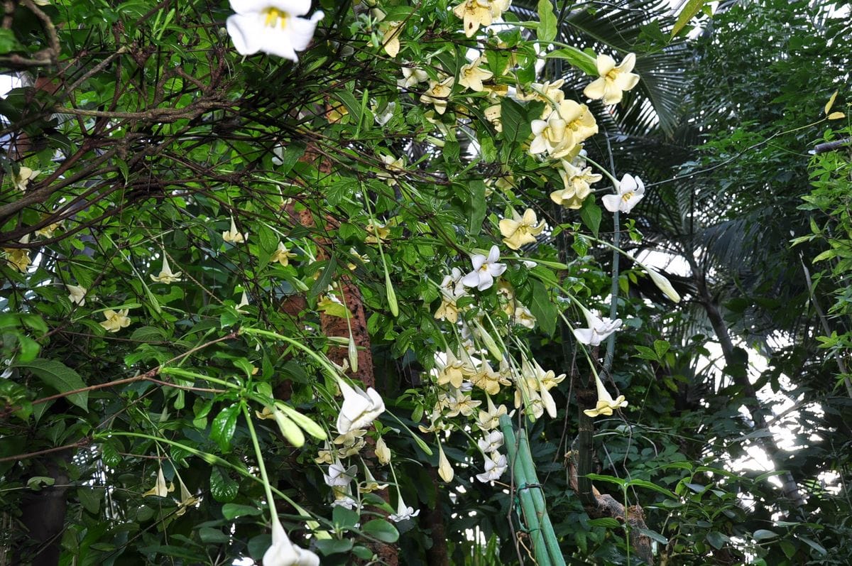 【アルバム】京都府立植物園イベント集｜みんなの趣味の園芸