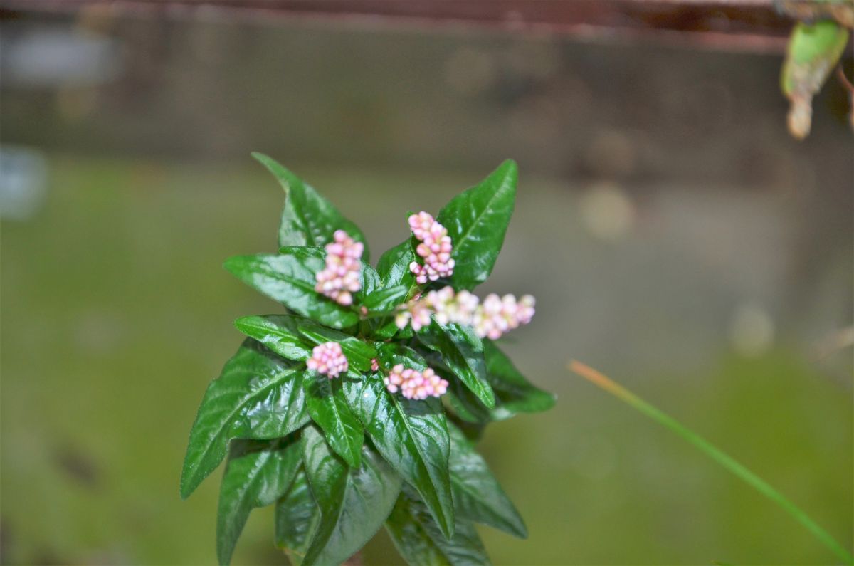 ウズタデ タデっぽい花ですが、私の方の雑草とは、花つきや葉の間隔がちがように思い