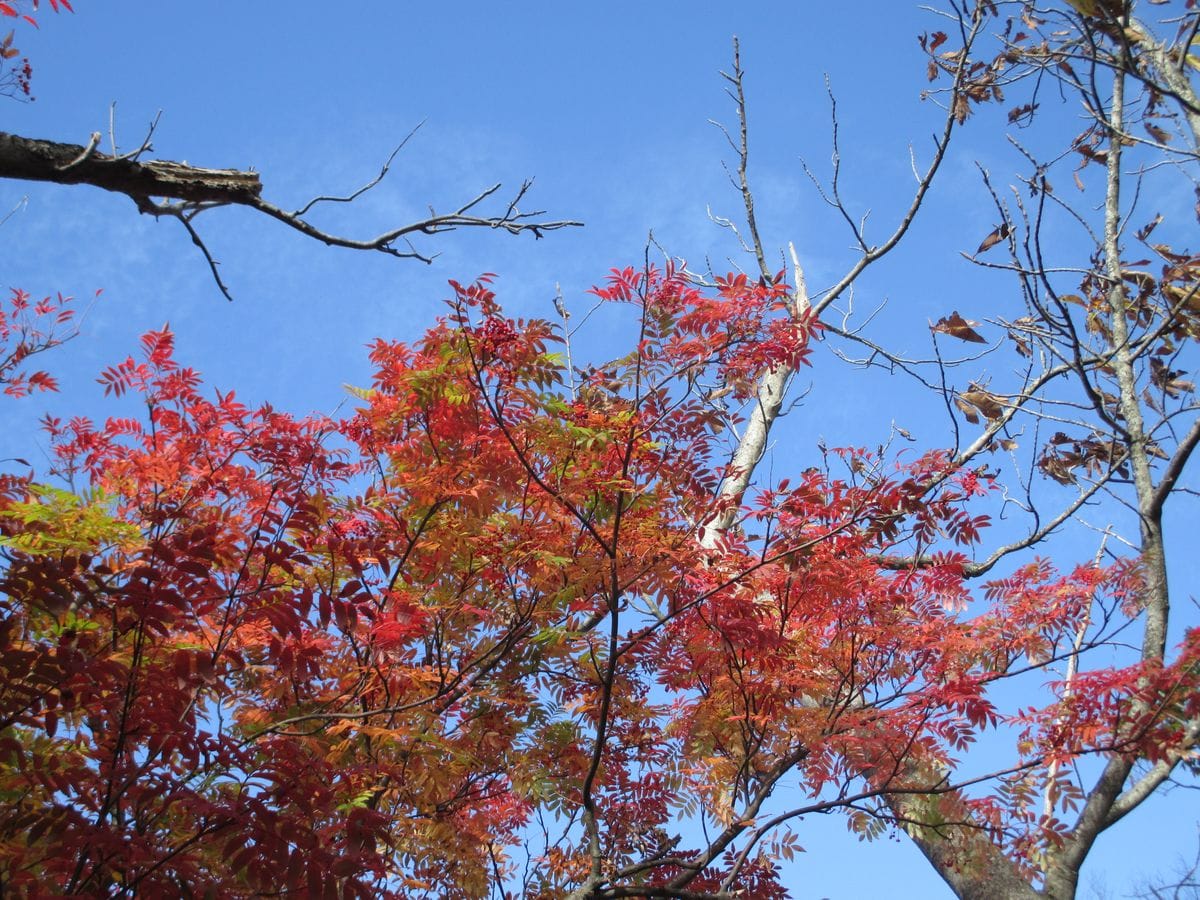 カエデ（モミジ）の写真 by 四季彩  十和田湖の紅葉