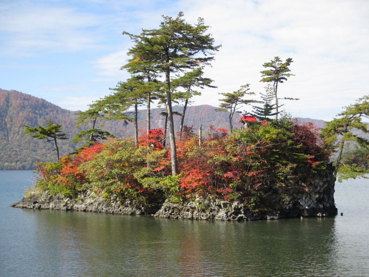 カエデ（モミジ）の写真 by 四季彩   十和田湖の島の紅葉