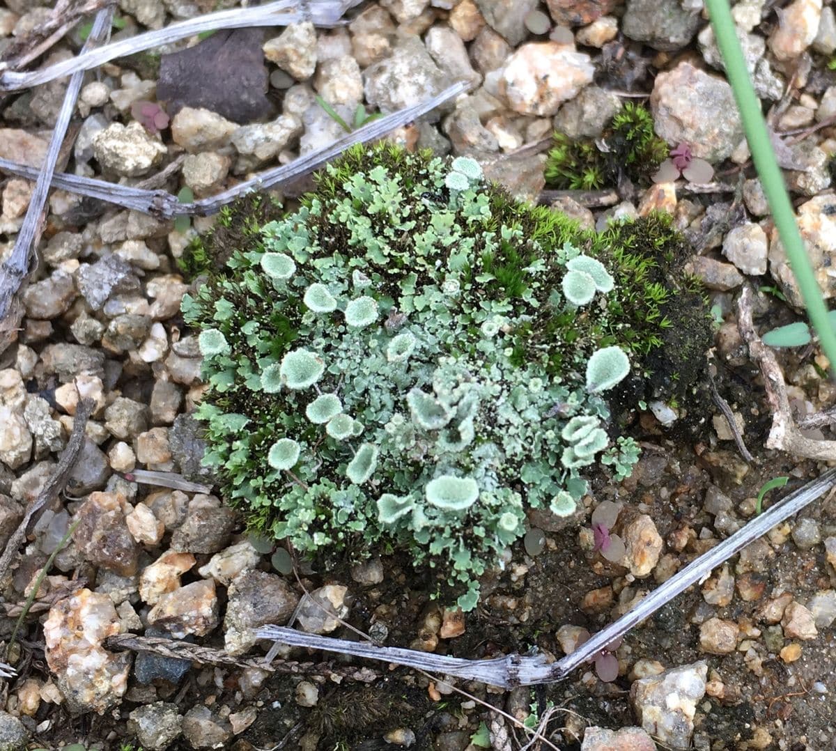 なぜか突然現れる、芸術的な？コケ。 ９月２２日。