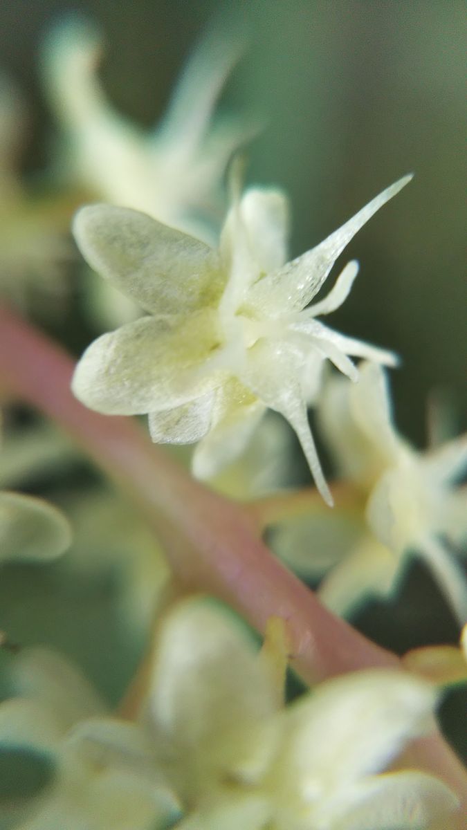 オカワカメの写真 by リンチャムジェイ オカワカメのお花 蝋細工のような少し透き通っ