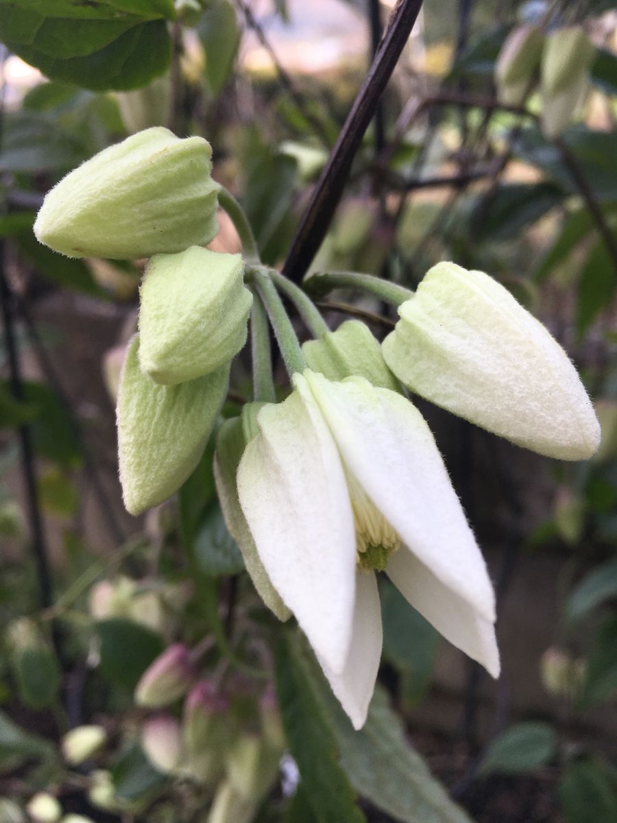 少し花開きましたアンスンエンシス(^-^)