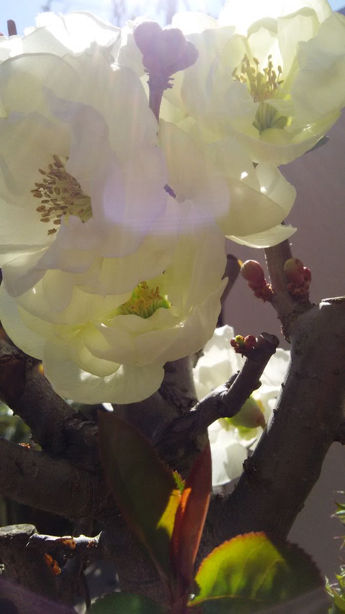 木瓜・白寿‥皆さんのお陰様で 綺麗な八重咲きのお花が 咲きました♪ 前回のTV趣味園で