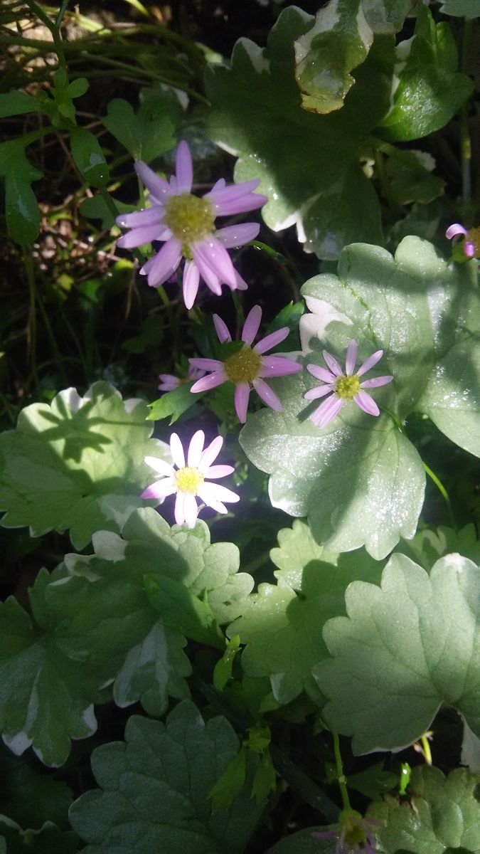 グレコマと姫こぎく✨…グレコマのお花のように 姫こぎくが さいています🎶 妙に似合って