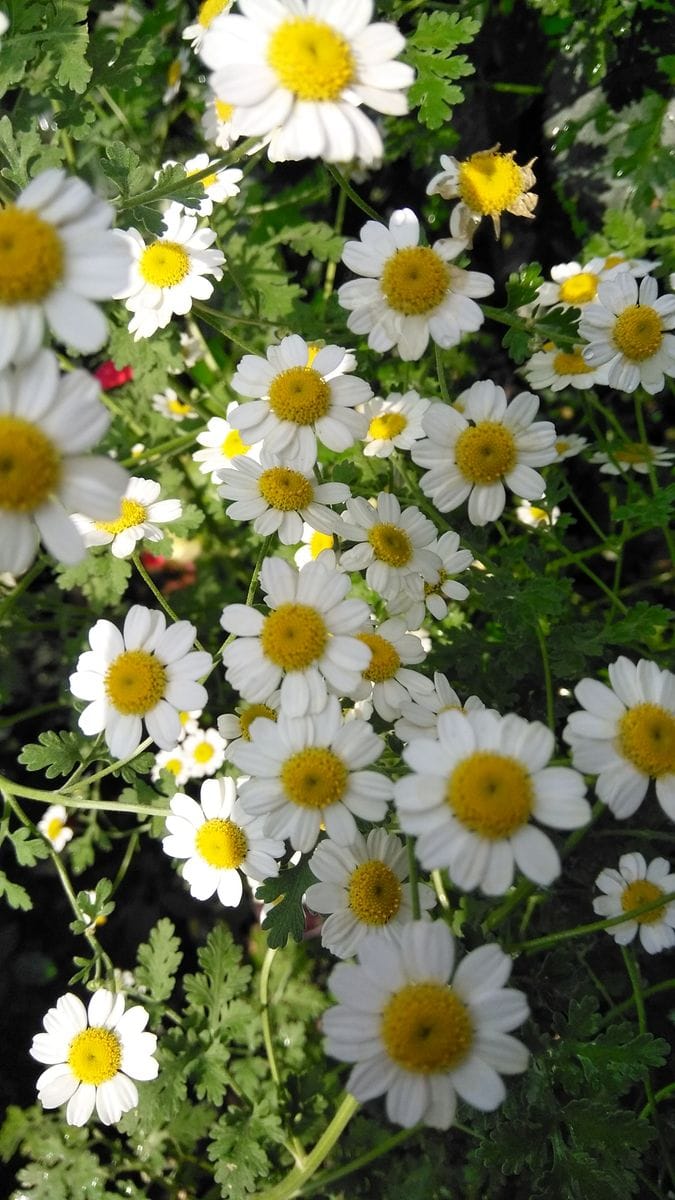 この子が 今年🎶  急にたくさん出て来て やっとお花が 咲いてくれました～(*´ω｀*)🌼 キ