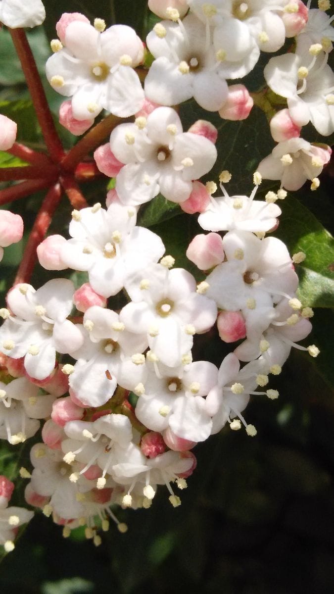 ビバーナム ティヌス✨‥白くて小さな可愛いお花です♪ ほぼ満開です🎶 アップで見ると 可