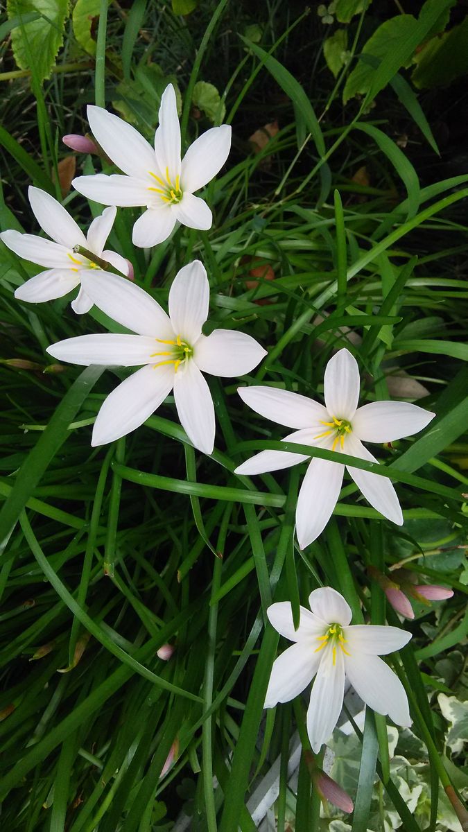 タマスダレ✨‥庭の隅で いつの間にか咲いていました🎶 雑草と一緒に‥ 野生化しつつあり