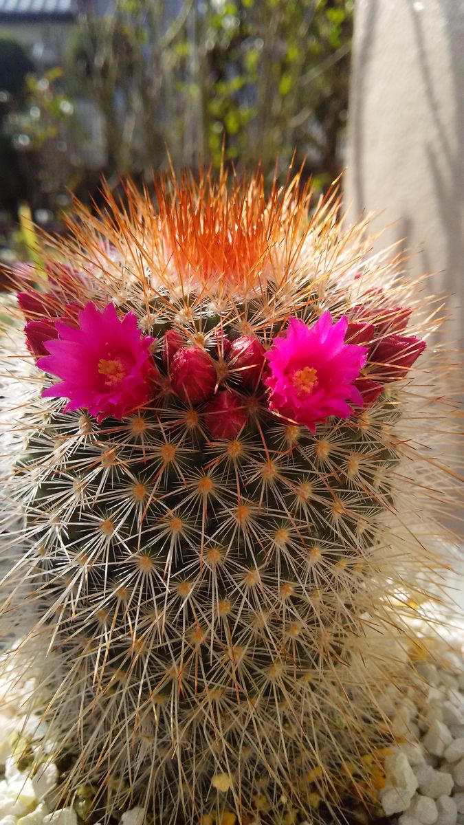 ＊サボテン🌵‥ピンクのお花が二つ、まるで目👀のようで、見ていたら何だか ふくろうに見