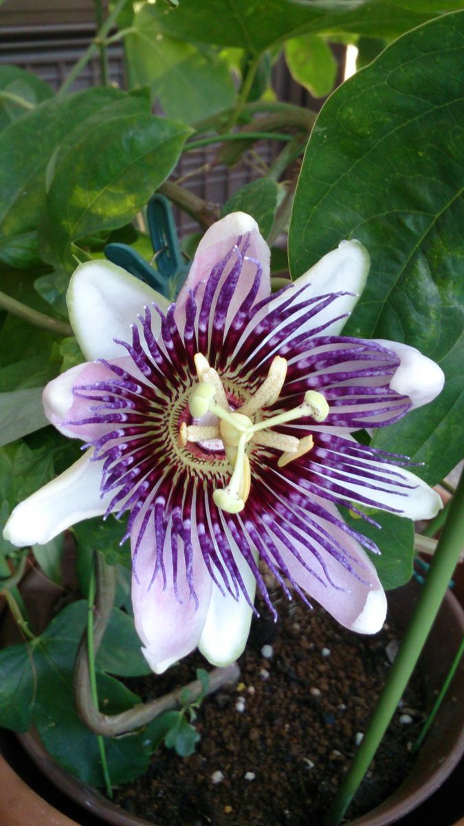 トケイソウの仲間の写真 by naoko 今日やっと開花したトケイソウの花。 明日明日開花