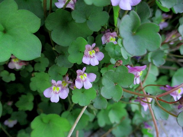 道端でよく見かけるツル性薄紫の小さな花【ツタバウンラン(蔦葉海蘭」】近所で