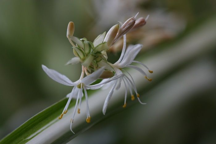 【オリヅルランの花】ふさふさと茂る緑に白の葉模様、長く伸びたランナー（茎）の先に