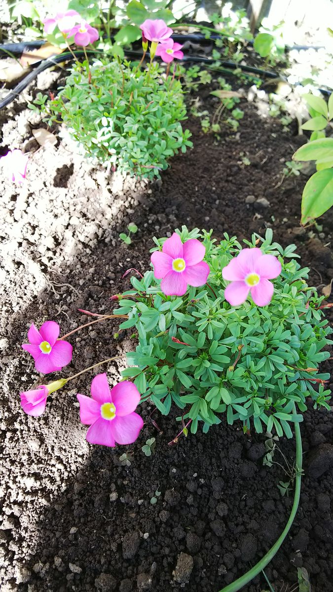 2018･10･20 花桃の足下に オキザリス「桃のかがやき」を植えました。