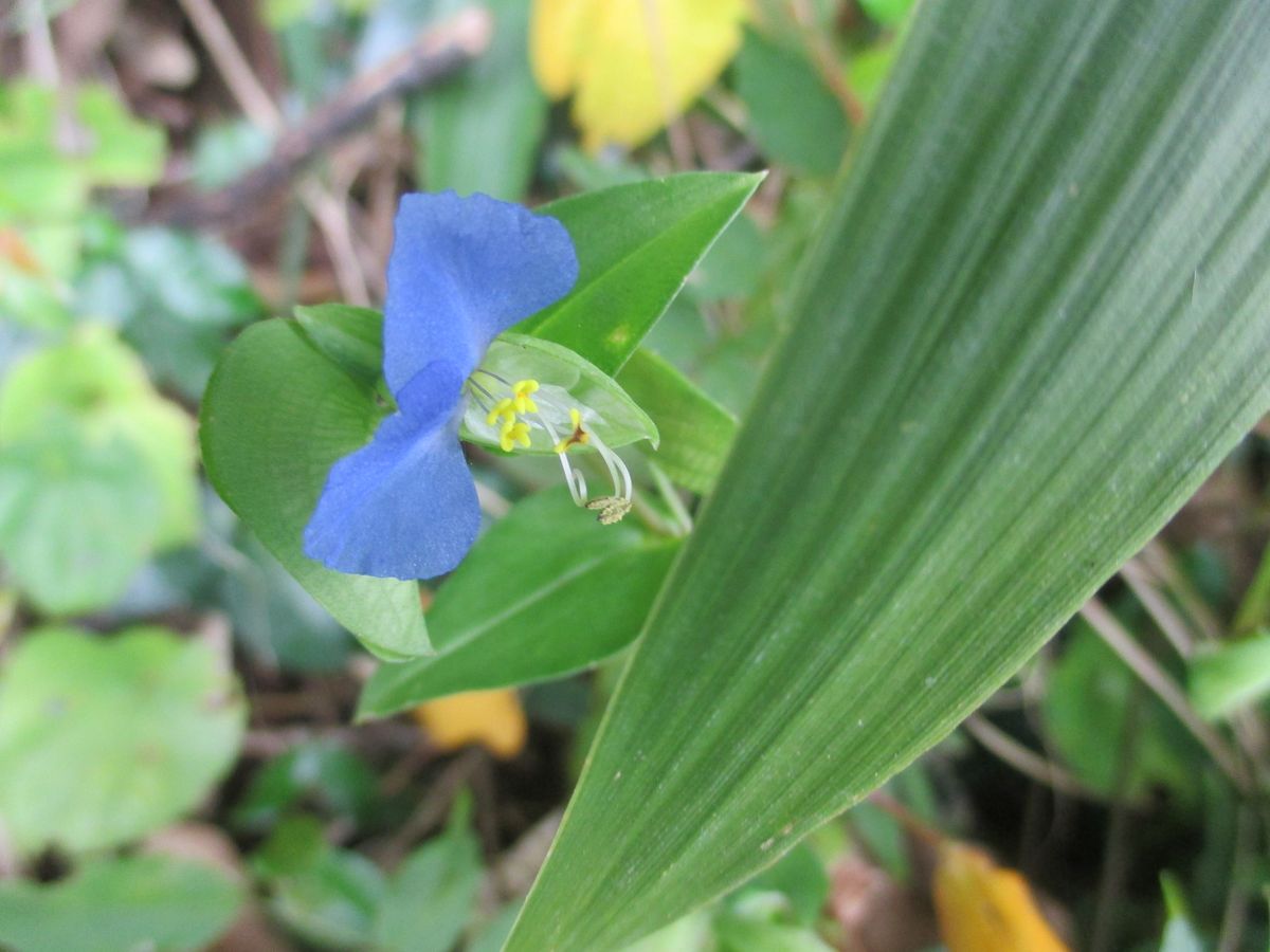 ムラサキツユクサの写真 by 四季彩   お散歩コースの花 ツユクサ