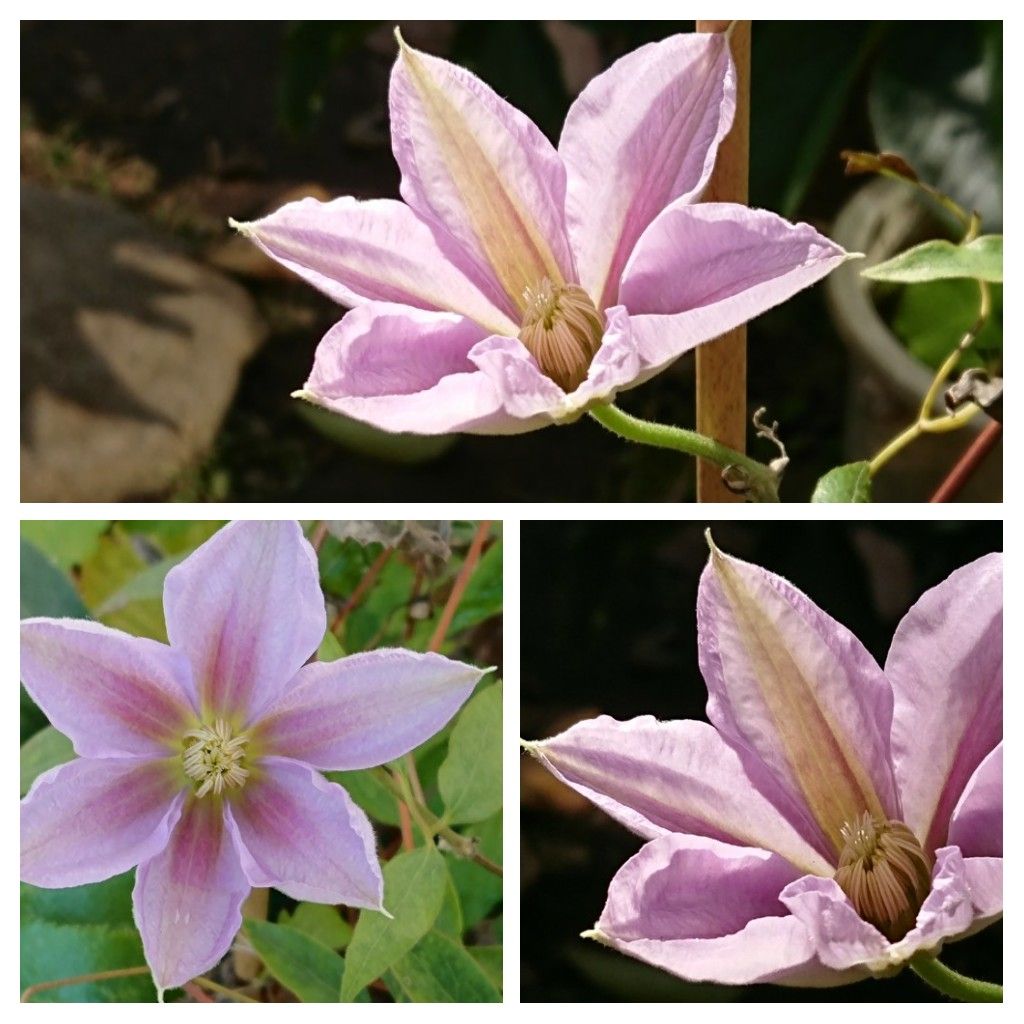 クレマチス（四季咲き）の写真 by Yumimi 実生のクレマチスのビッグココの秋の花が咲