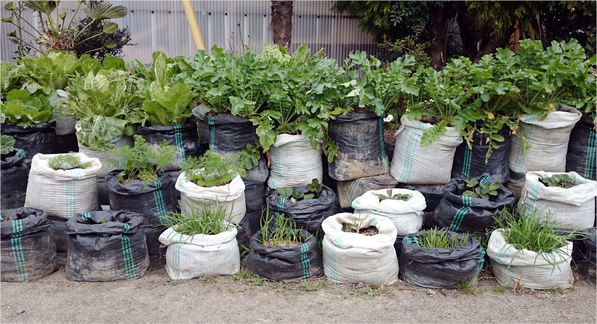 階段状に角型土のう袋で育てている袋栽 角型土のう袋で野菜の袋栽培 のアルバム みんなの趣味の園芸