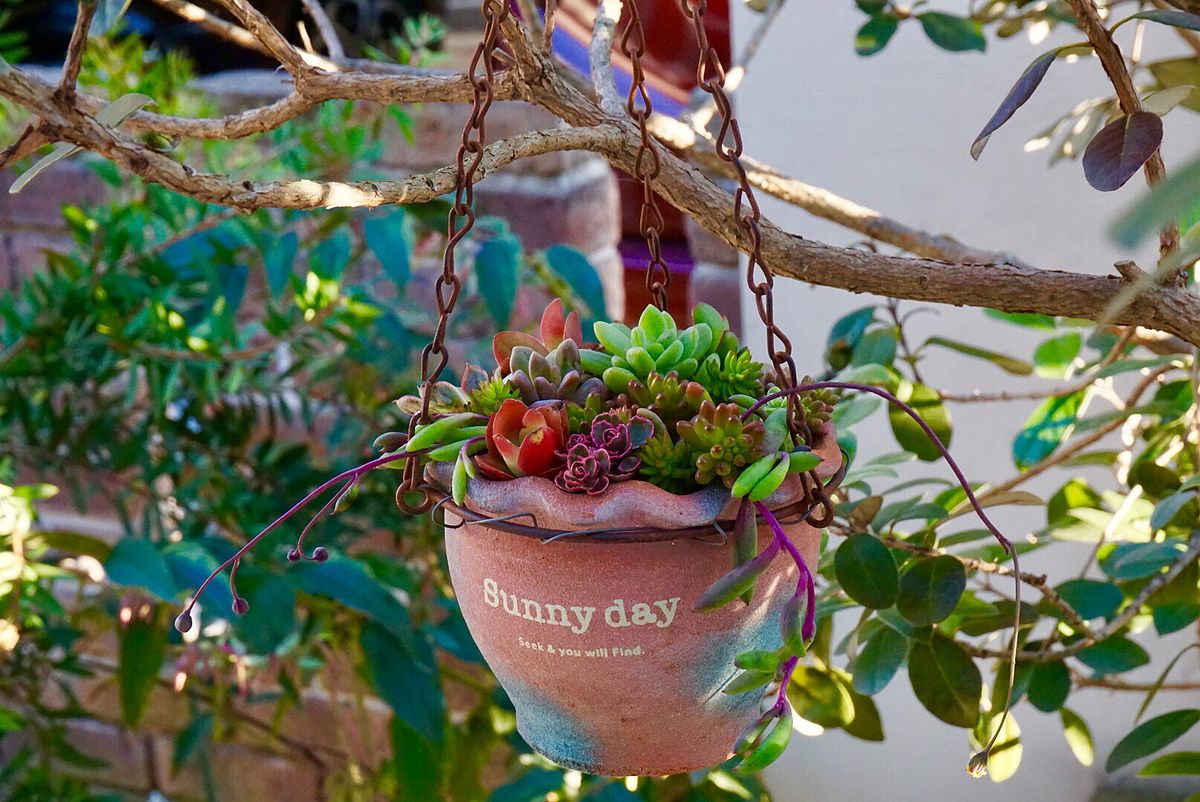 多肉の寄せ植え  今日は、お天気も良く 多肉の整理をしながら紅葉していた物を 集めて