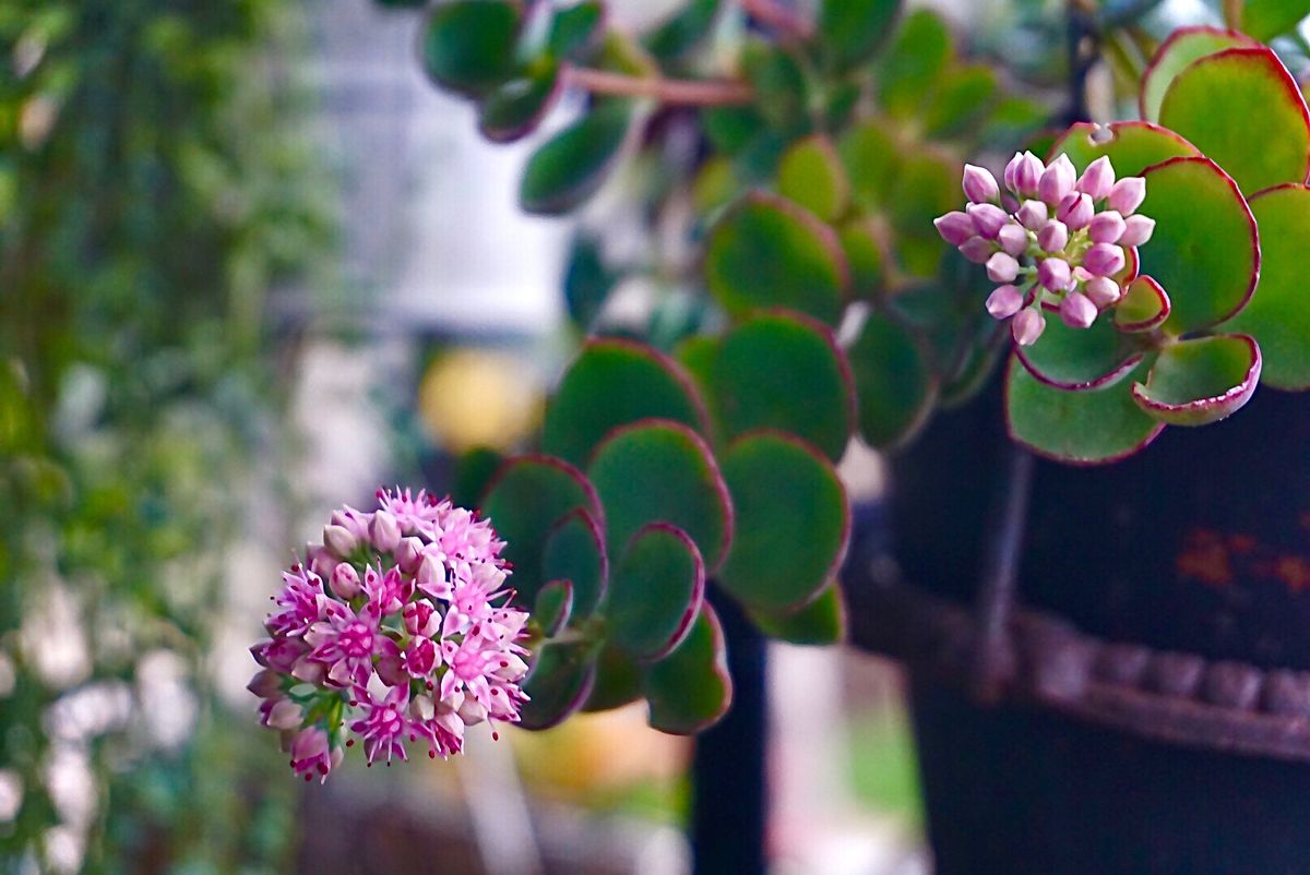 ミセバヤの写真 by Y.S ポッキー ミセバヤ  やっとお花が咲き始めました。