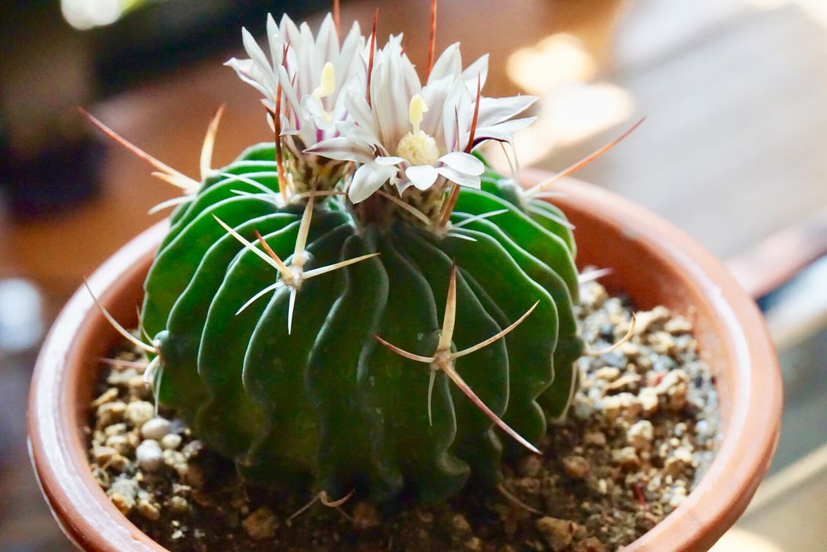 サボテン🌵 チヂミの花が咲きました