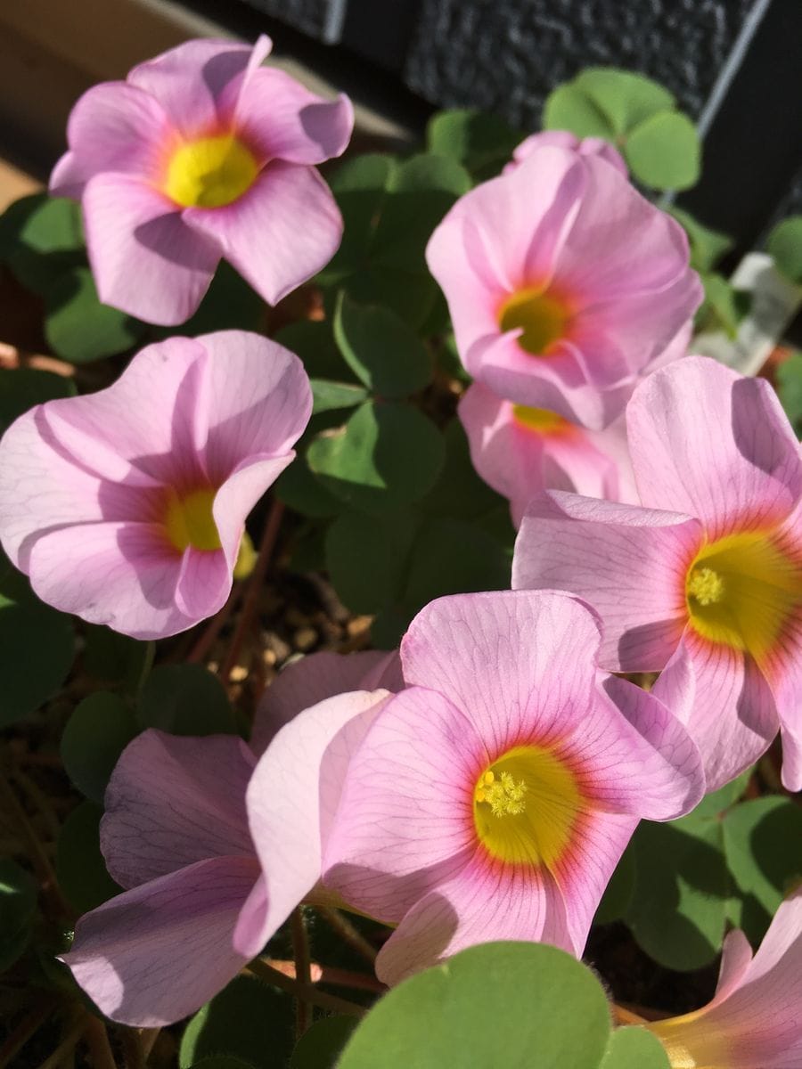 オキザリスの写真 by kaachan オキザリス Oxalis  Purpurea  Uli  Flora ピンクが可愛