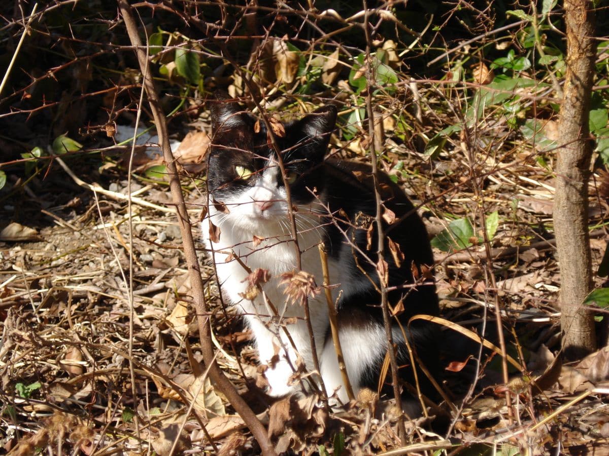 忍者猫教習所の単位取得は厳しい・・・ 教習猫員「はい!!そこで雲隠れの術!!」 教習猫