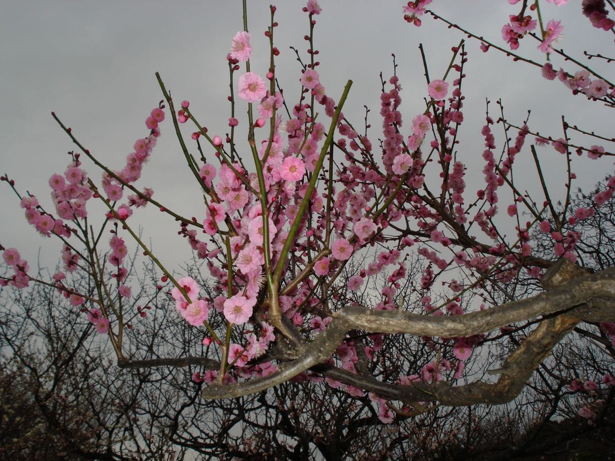 梅は咲いたか～♪ 桜はまだかいな～♪ 寒桜「もう咲いてるよ～」 ※ 実際、寒桜が小石川