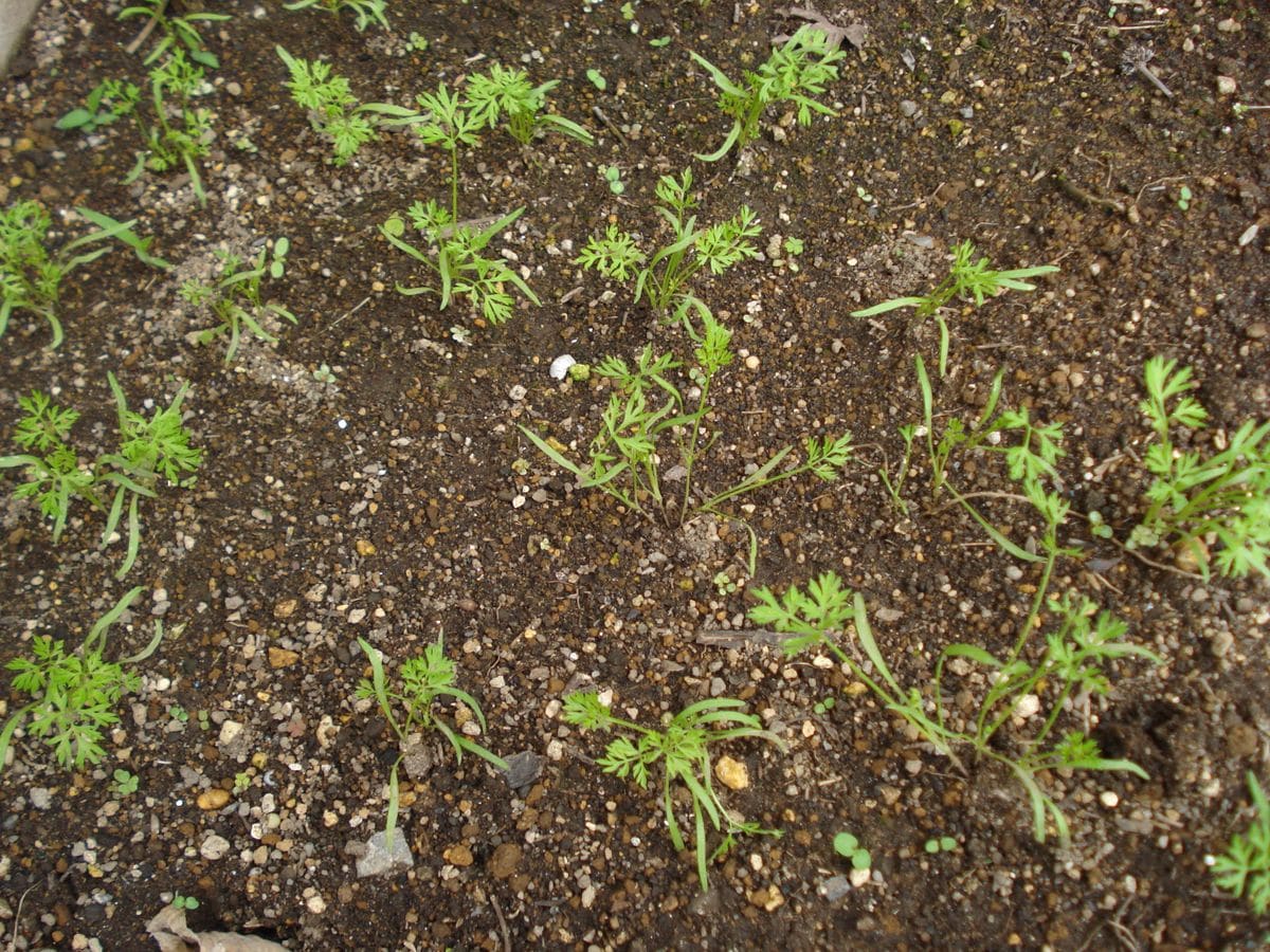 こっそりと相方の花のスペースにニンジンの 種をまき発芽しました。まだ花の苗が発芽