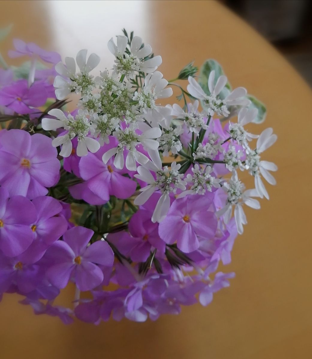 フロックスビルベイカー オルレア 切り花 メインはバラ のアルバム みんなの趣味の園芸
