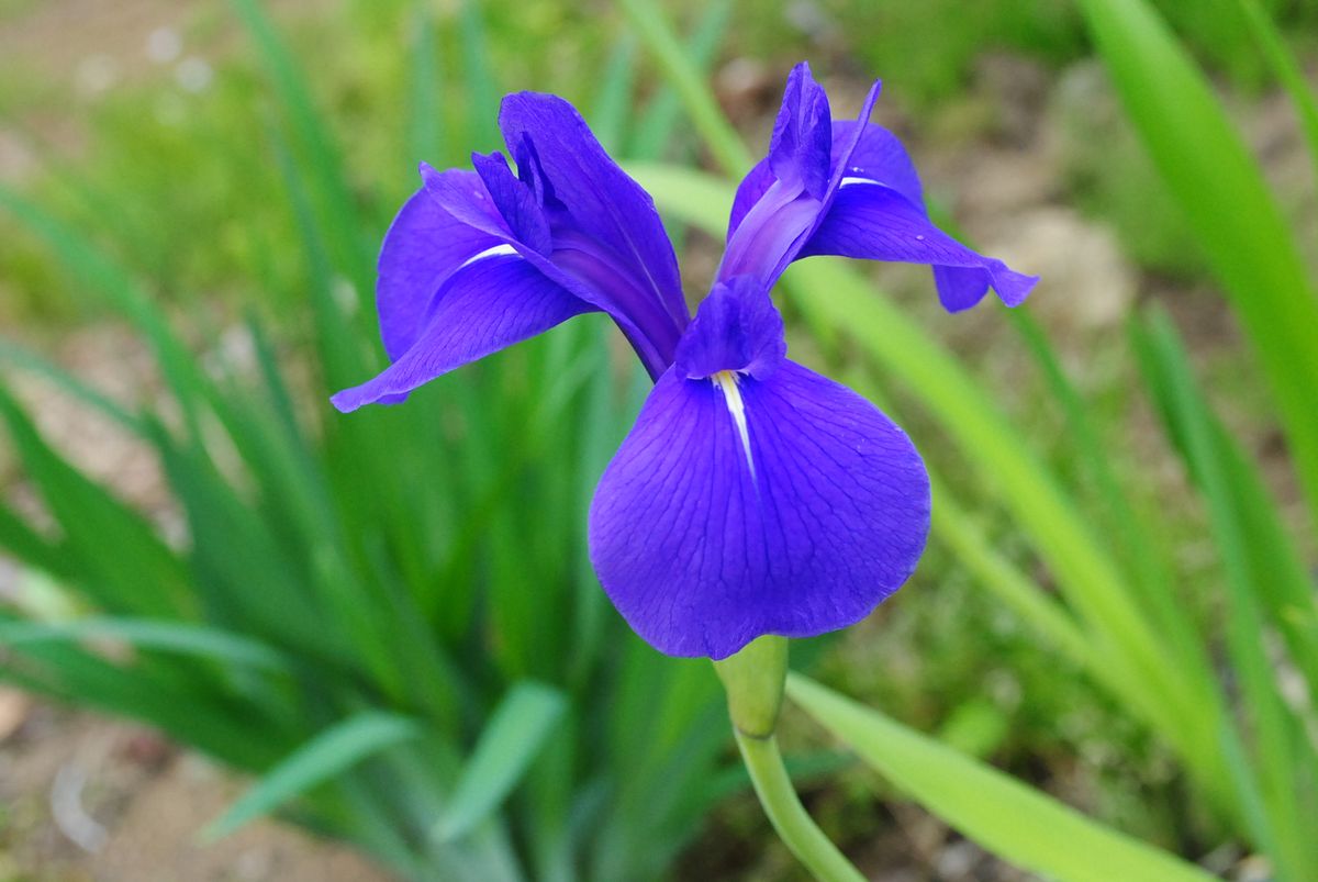 カキツバタの写真 by インキョン 地味だけど好きです。