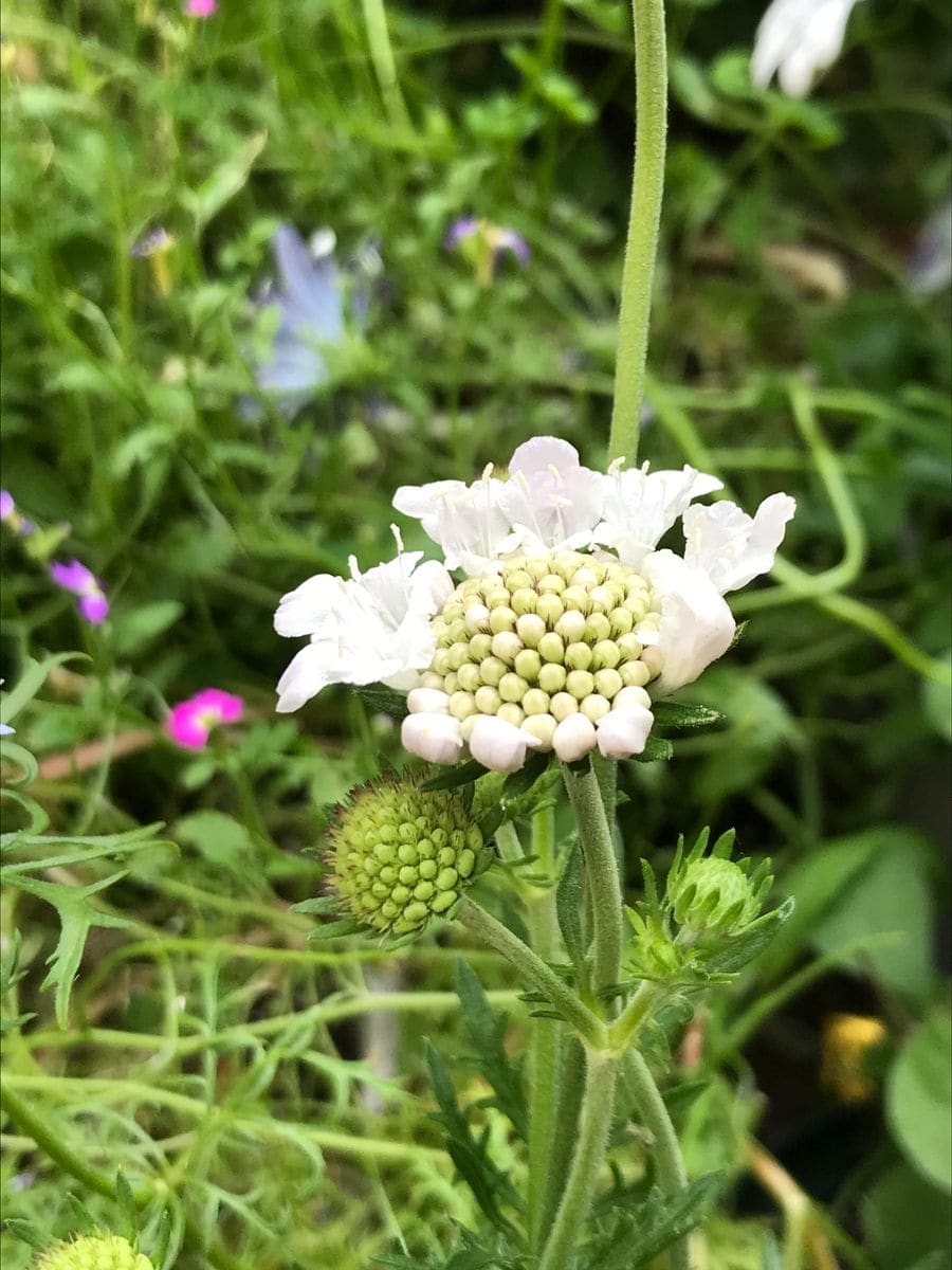 2021年5月10日  スカビオサ「ピュアホワイト」、花茎が長いわぁ❗️