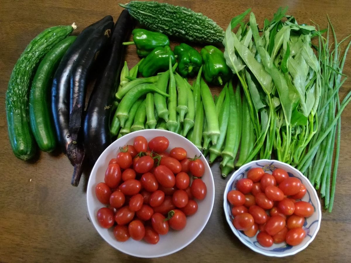 21日に収穫したお野菜です～💚 お嫁さんにあげました！ 右のミニトマトは貸し農園で、