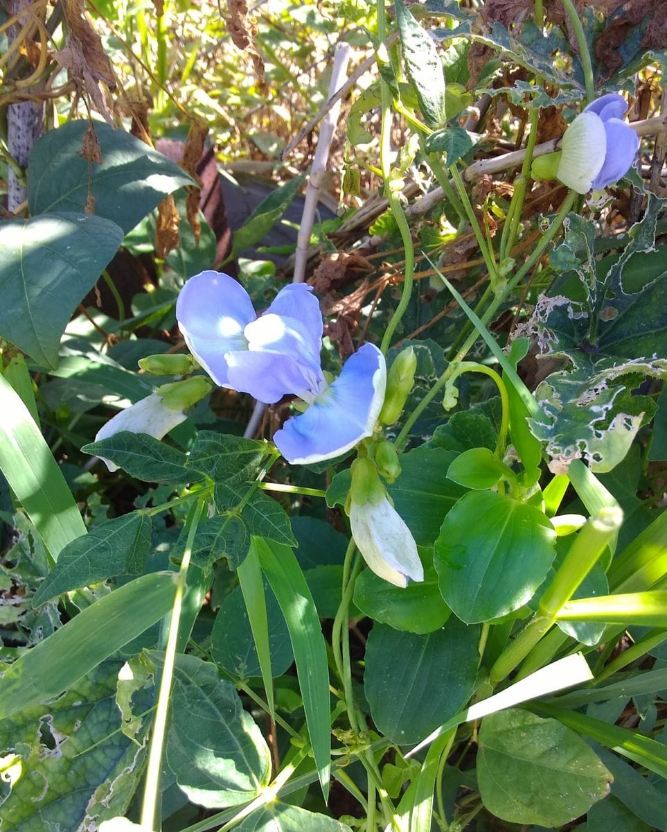 四角豆のお花がきれいです💓