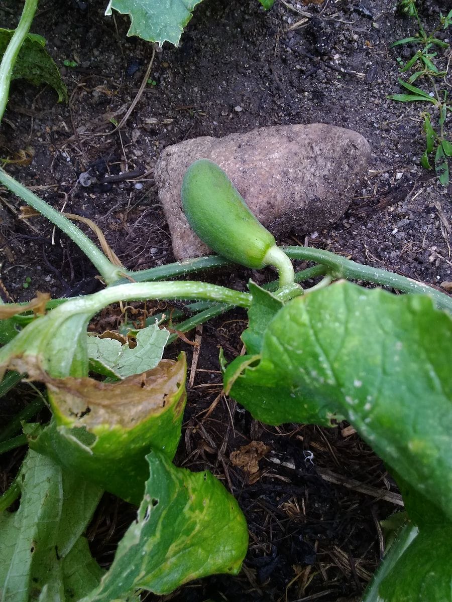 ここにも野菜うりさん～ 追肥しました😊