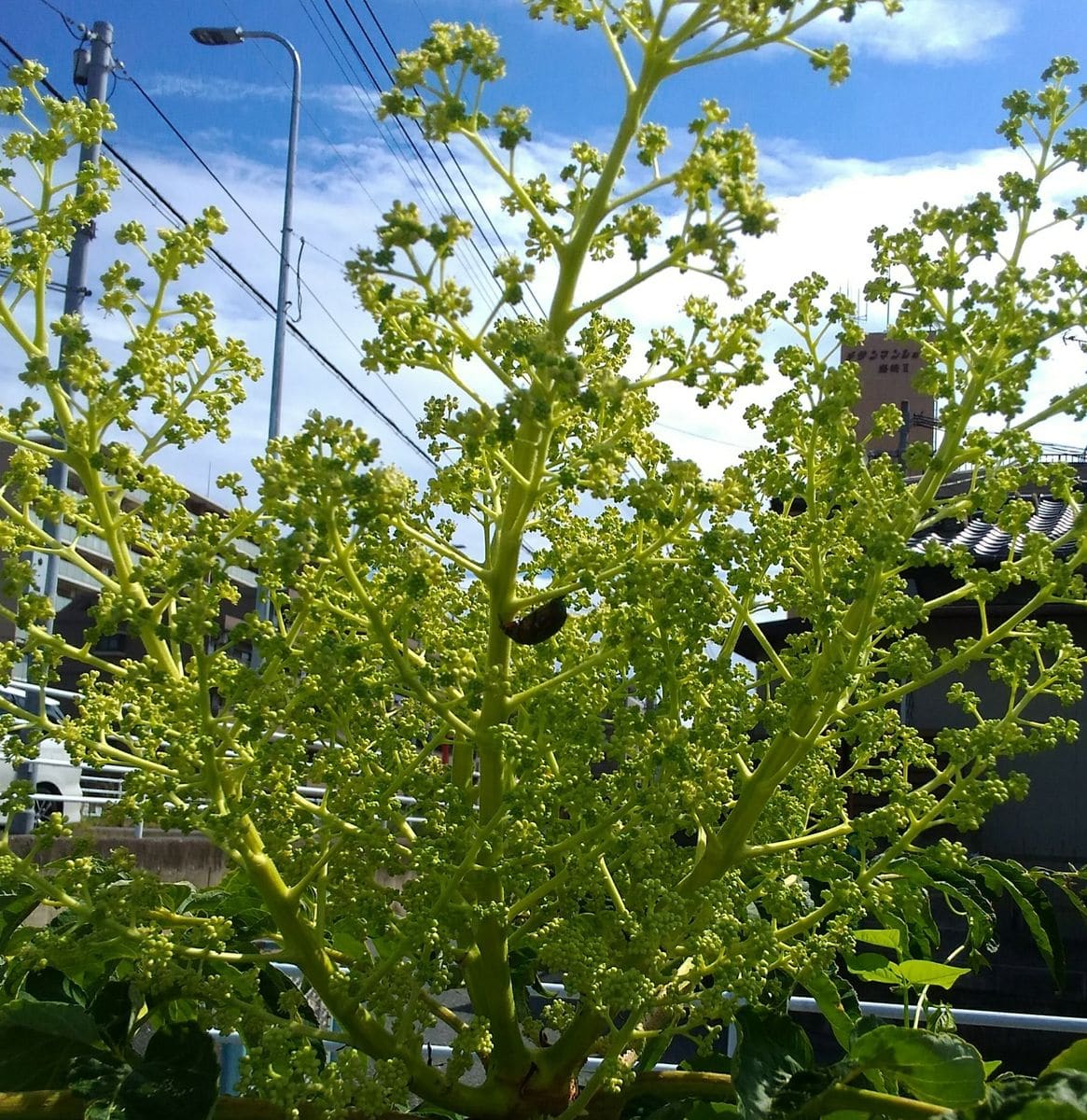 タラの木のお花～！ 虫さんが(笑)