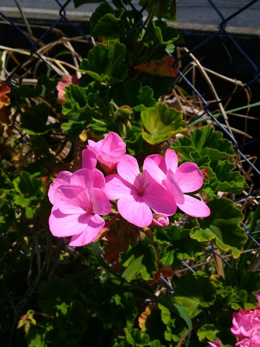 畑のゼラニウムさん～🌸