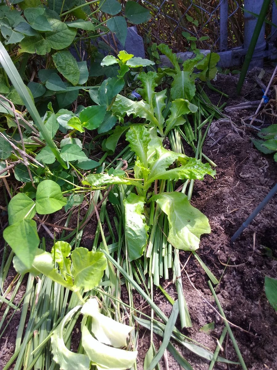 チマサンチュ植えました～💚