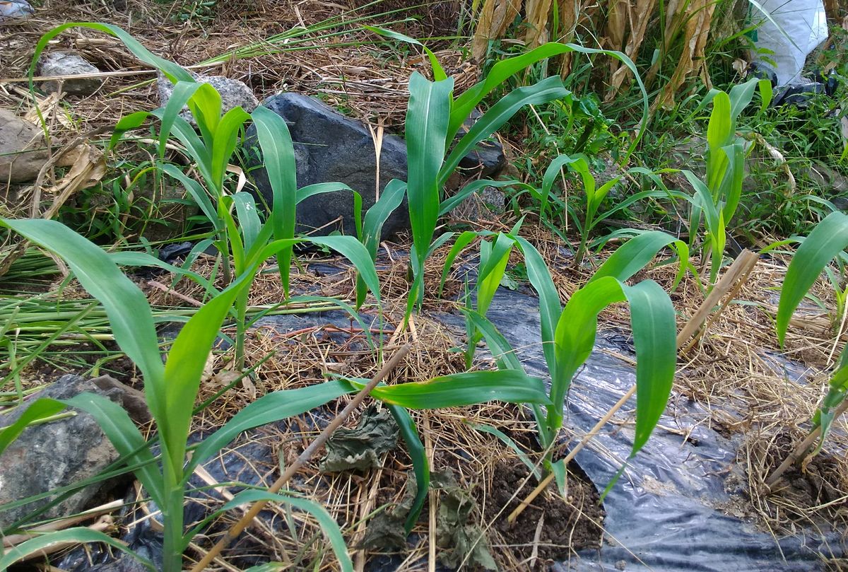 モチトウモロコシさん、少し成長しました！