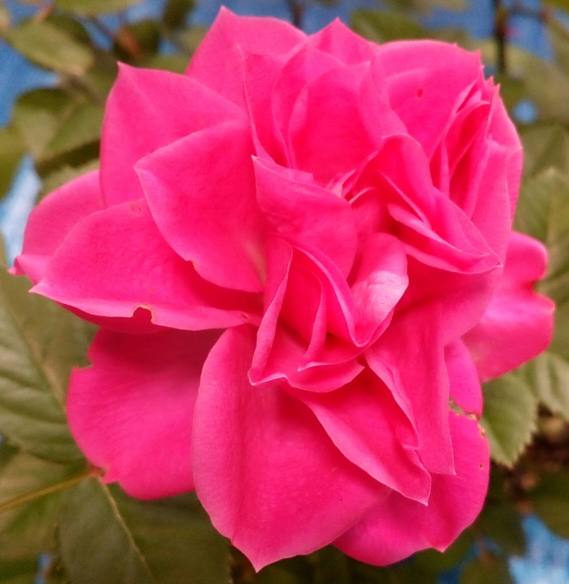 １２月を目前にして元気に開花中の明るいピンクの「ミニバラ」の大アップです🙌