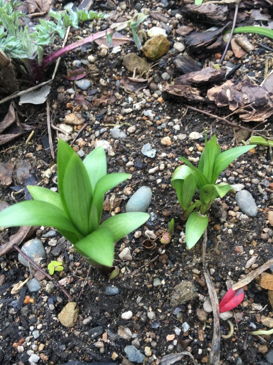 アガパンサスの葉が茶色くなっていたので切り落としたら、百合が芽を出していました🌱 