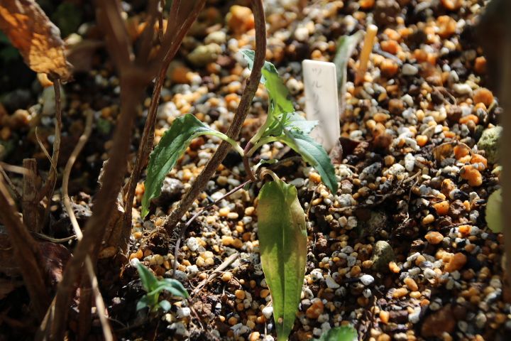 私の小さな雑木林🍂 山あじさいの根元に植えてあげました😌 ツルリンドウ🌿