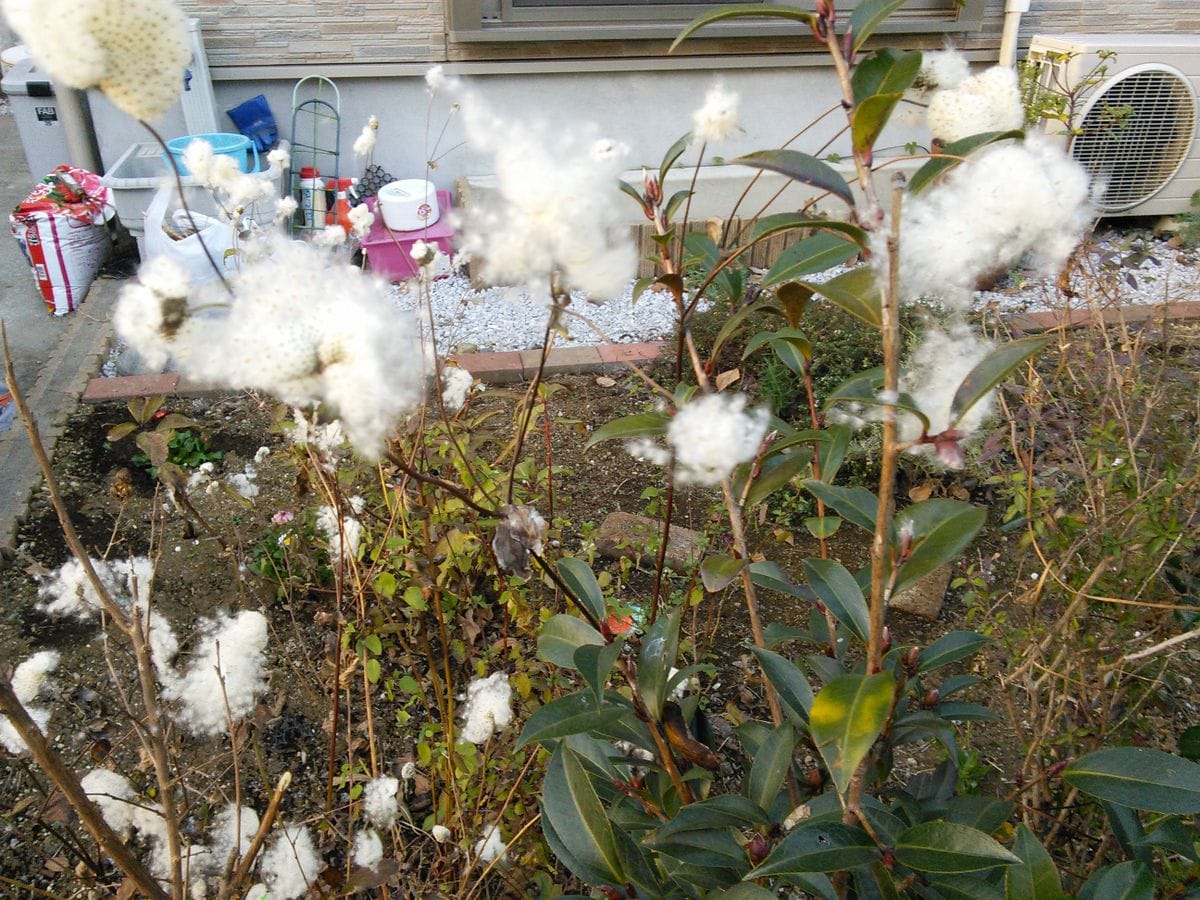 飯能で会った綿のような花🌸 どういう種類でしょうか？誰か名前を教えてください。