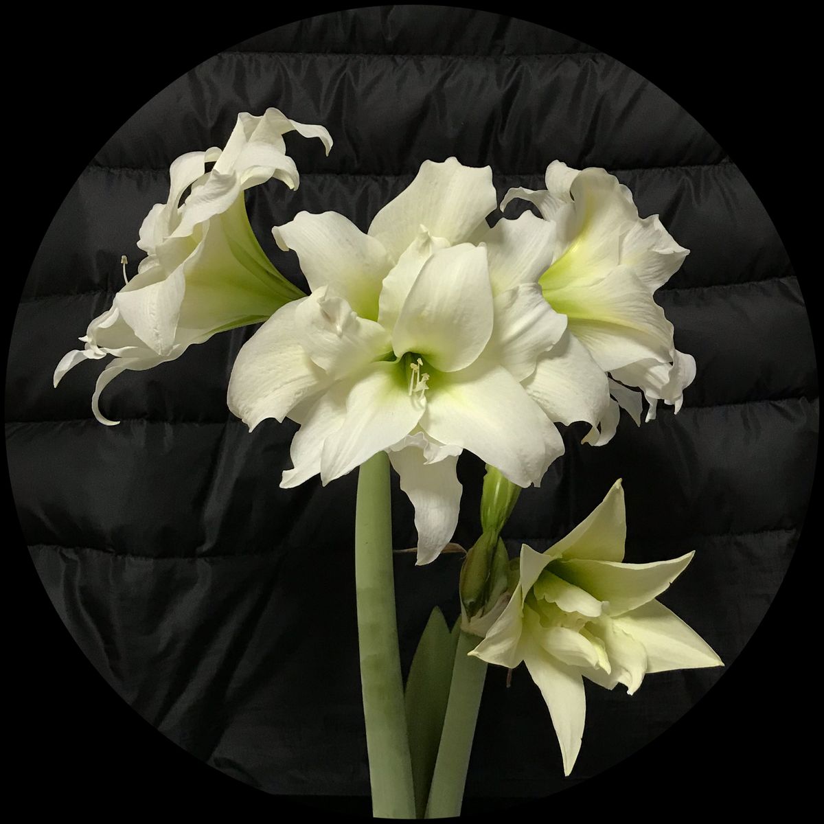 アマリリス・アイスクイーン  2020年2月13日  2本立ちで5輪目が咲いています。❣️ 白の