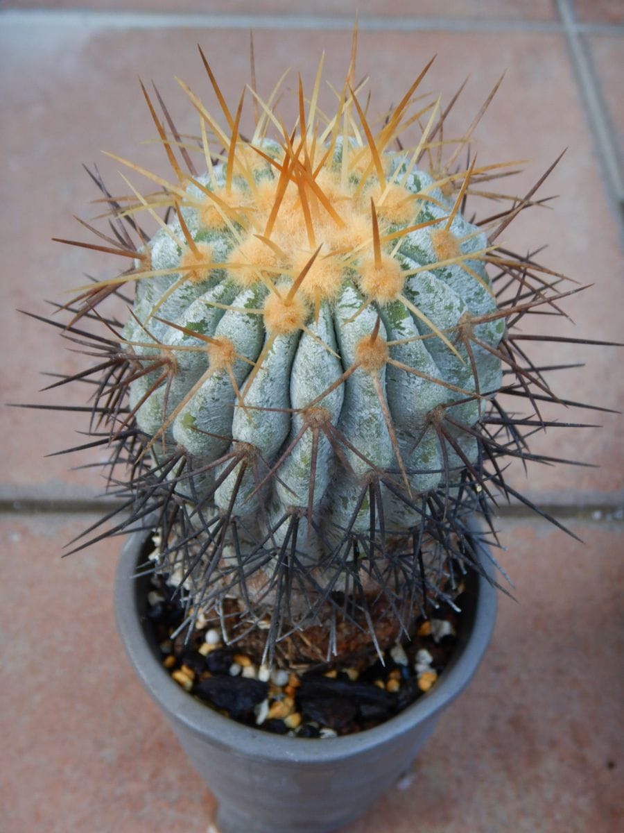 Copiapoa haseltoniana 2016年に投稿した画像と鉢が変わっていないので、あれからまだ