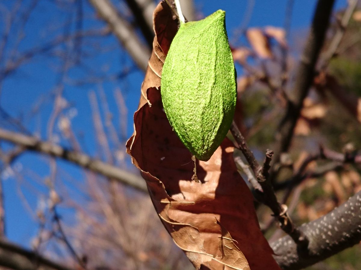 これは何でしょう❔ 栗の木に 虫の巣でしょうか❔ 綺麗な緑色で目立ちます。  追記: ウ