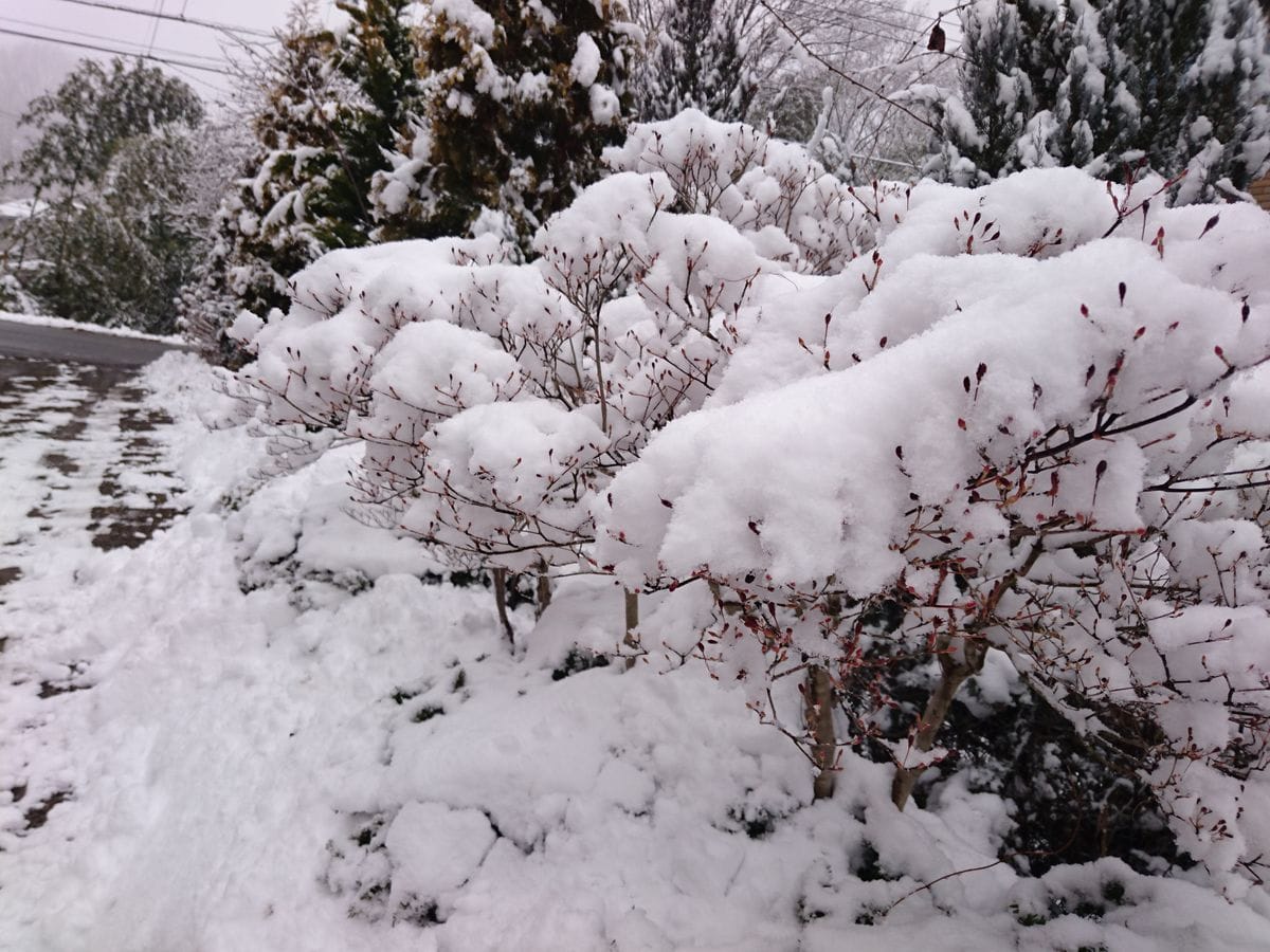 ドウダンツツジ  今朝の様子  昨日の雪・・山梨この辺りでは 約10センチ位の積雪