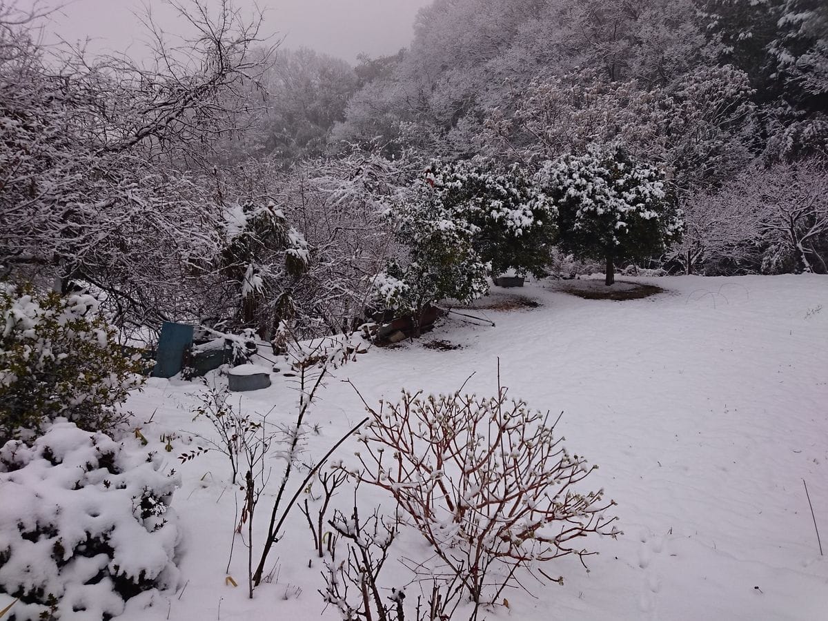 裏の畑   今朝の様子  昨日の雪・・山梨この辺りでは 約10センチ位の積雪・・・。